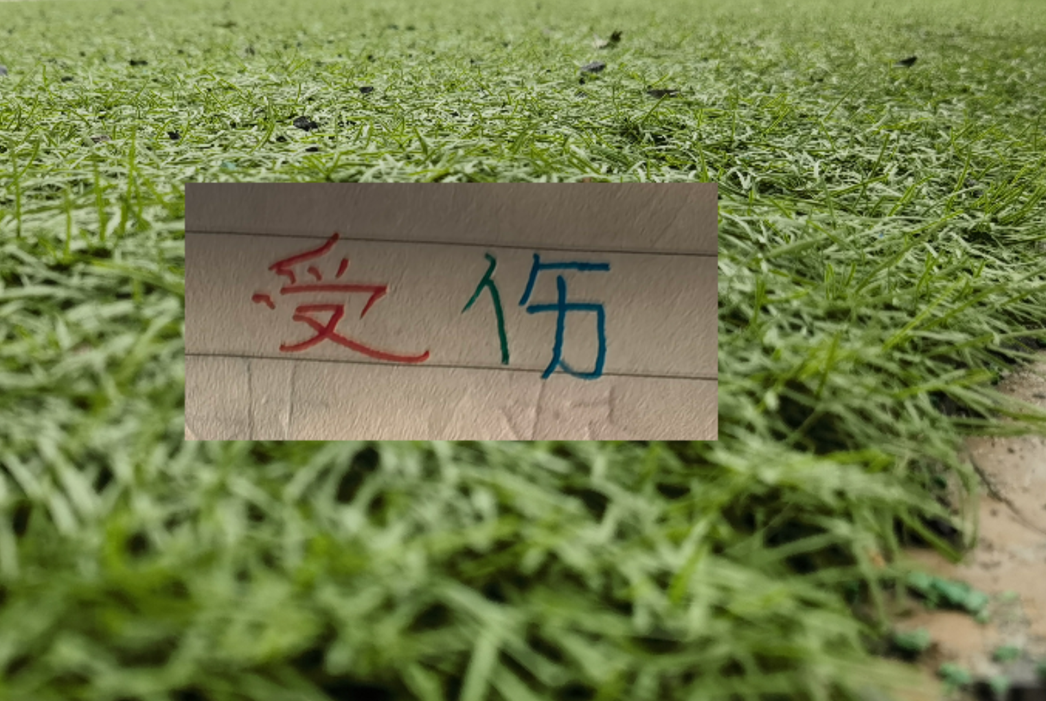 2026世界杯投注登录入口-也是扯平！重庆让了李镇全+阿马杜 申花伤特谢拉 盖伊